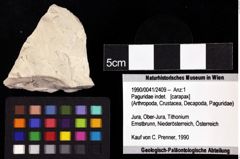 Foto (Objket + Etiketten) von Paguridae indet. 